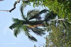 Bentinckia nicobarica